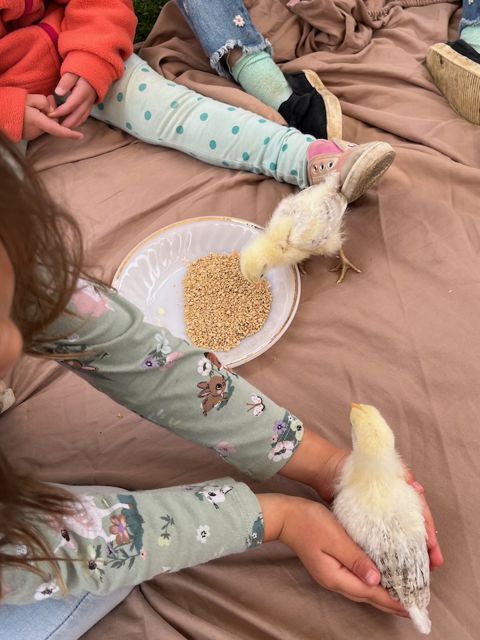 Chicks