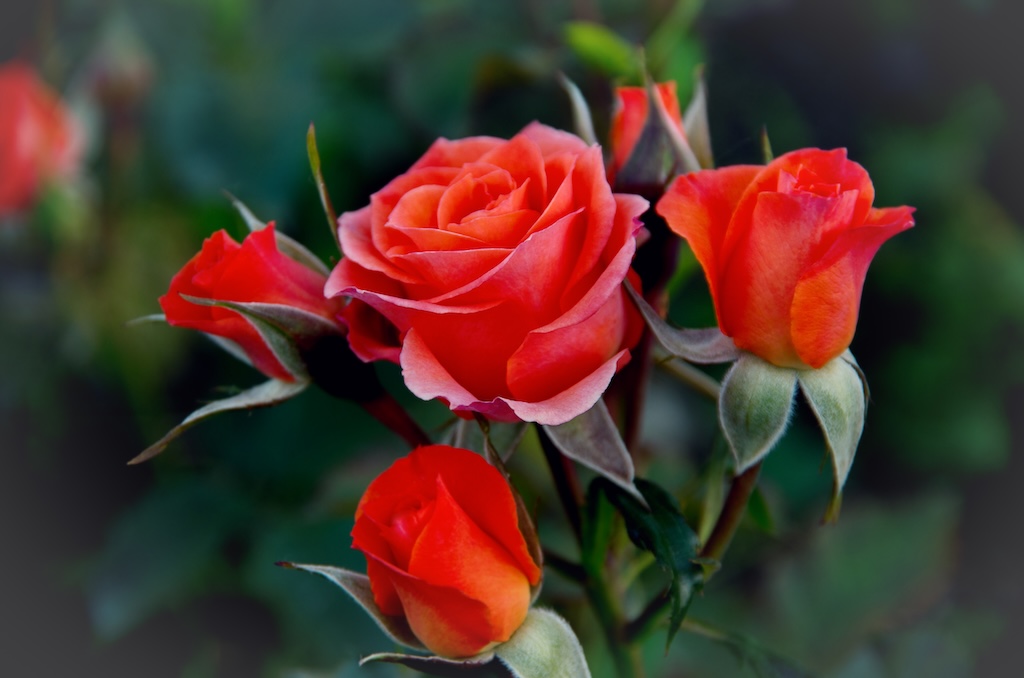 The Rose Garden School